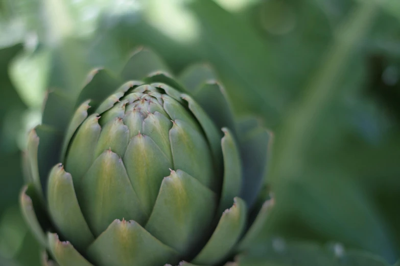 a close up of an artichoke in a garden, unsplash, taken in the late 2010s, light green, medium level shot, no cropping