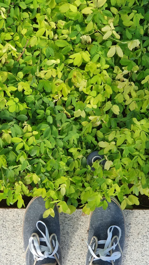 a pair of shoes sitting on top of a sidewalk, an album cover, by Gwen Barnard, hurufiyya, verdant plants green wall, aerial shot from the drone, 15081959 21121991 01012000 4k, the yellow creeper