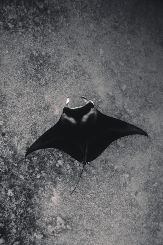 a black and white photo of a manta ray, a black and white photo, unsplash, surrealism, on a dark rock background, grainy low quality, but minimalist, black wings