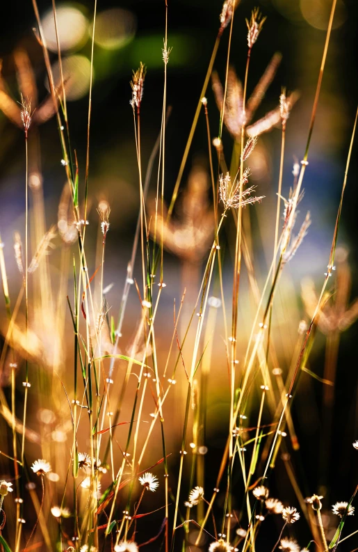 a close up of some grass with a blurry background, a picture, inspired by Bruce Munro, pexels, conceptual art, warm golden backlit, tendrils of colorful light, seeds, shot with sony alpha