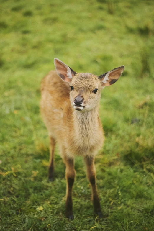 a small deer standing on top of a lush green field, winking at the camera, yoshida, pouting, high-quality photo