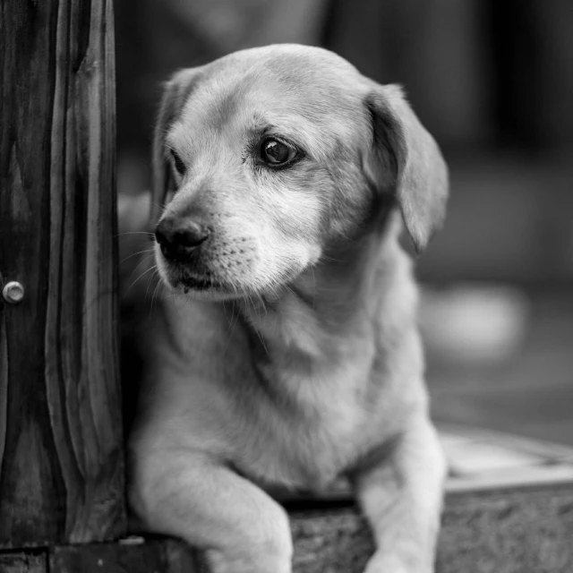 a black and white photo of a dog, by Adam Marczyński, pexels contest winner, cute furry needs your help, young female, a wooden, pillar