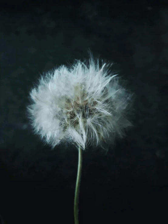 a close up of a dandelion on a black background, an album cover, inspired by Elsa Bleda, unsplash, fluffy chest, ignant, nadav kander, profile image