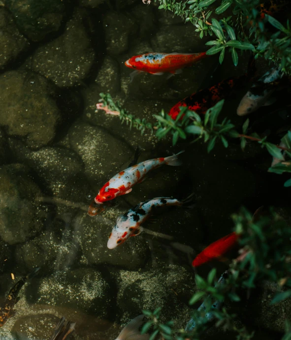 a group of koi fish swimming in a pond, an album cover, by Elsa Bleda, trending on unsplash, paul barson, high quality photo, an ancient, resting