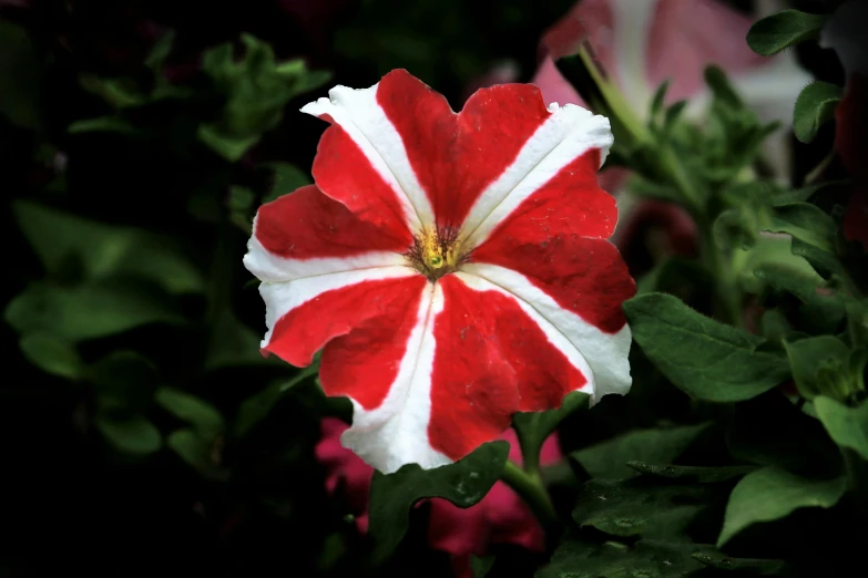 a close up of a red and white flower, listing image, venetian red, patriotic, trimmed with a white stripe