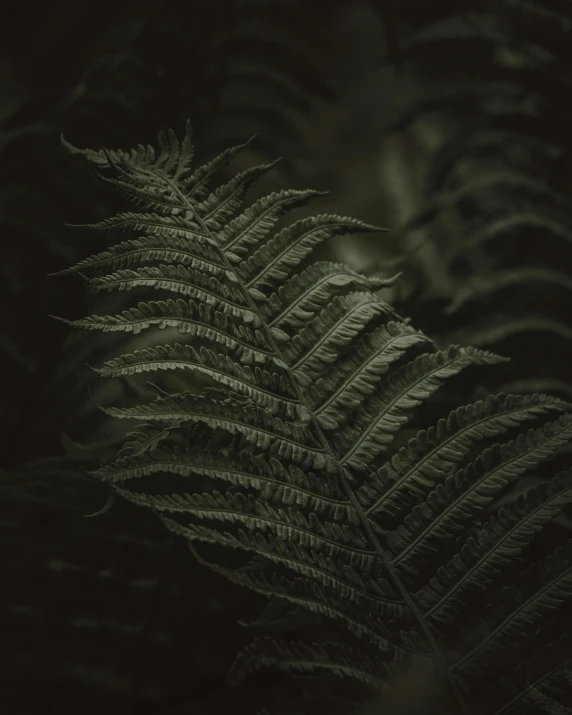 a black and white photo of a fern leaf, inspired by Elsa Bleda, unsplash contest winner, tonalism, in a forest at night, medium format, alessio albi, dark green