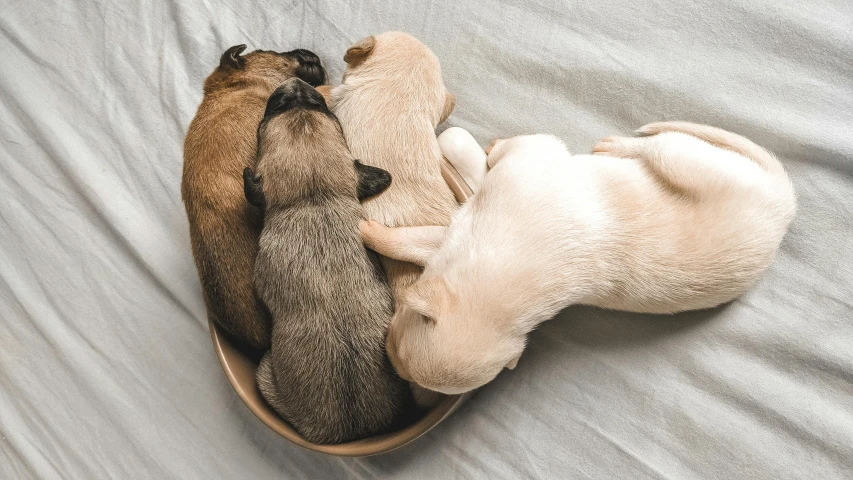 three puppies sleeping in a bowl on a bed, by Emma Andijewska, pexels contest winner, varying ethnicities, beige, pregnancy, gif
