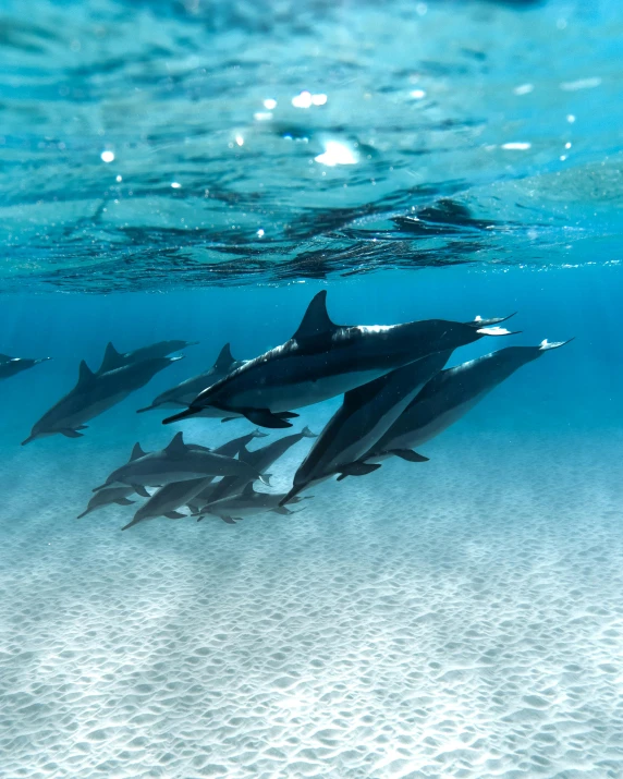 a group of dolphins swimming in the ocean, unsplash contest winner, hurufiyya, waikiki beach, liquid metal, today\'s featured photograph 4k, museum quality photo