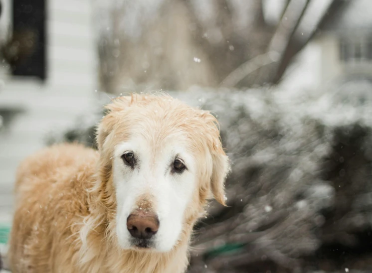 a dog that is standing in the snow, a portrait, by Kristin Nelson, unsplash, yellowed with age, an elderly, soggy, from wheaton illinois