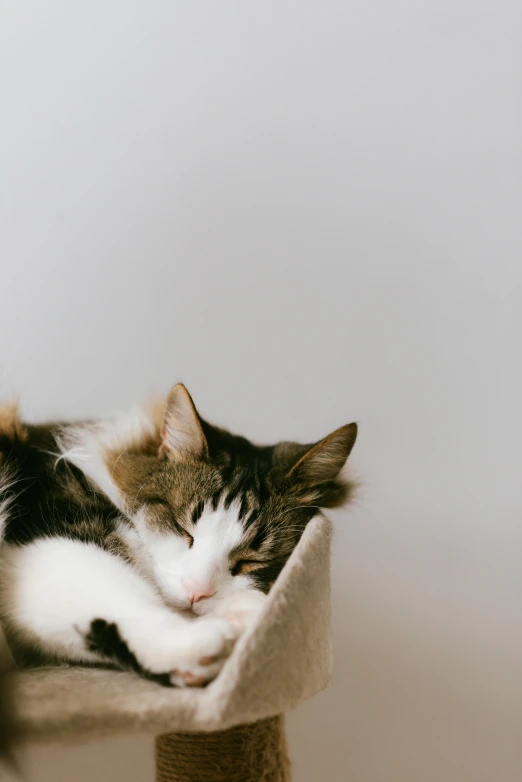 a cat sleeping on top of a cat tree, trending on unsplash, minimalism, curled up under the covers, two male, plain background, gif