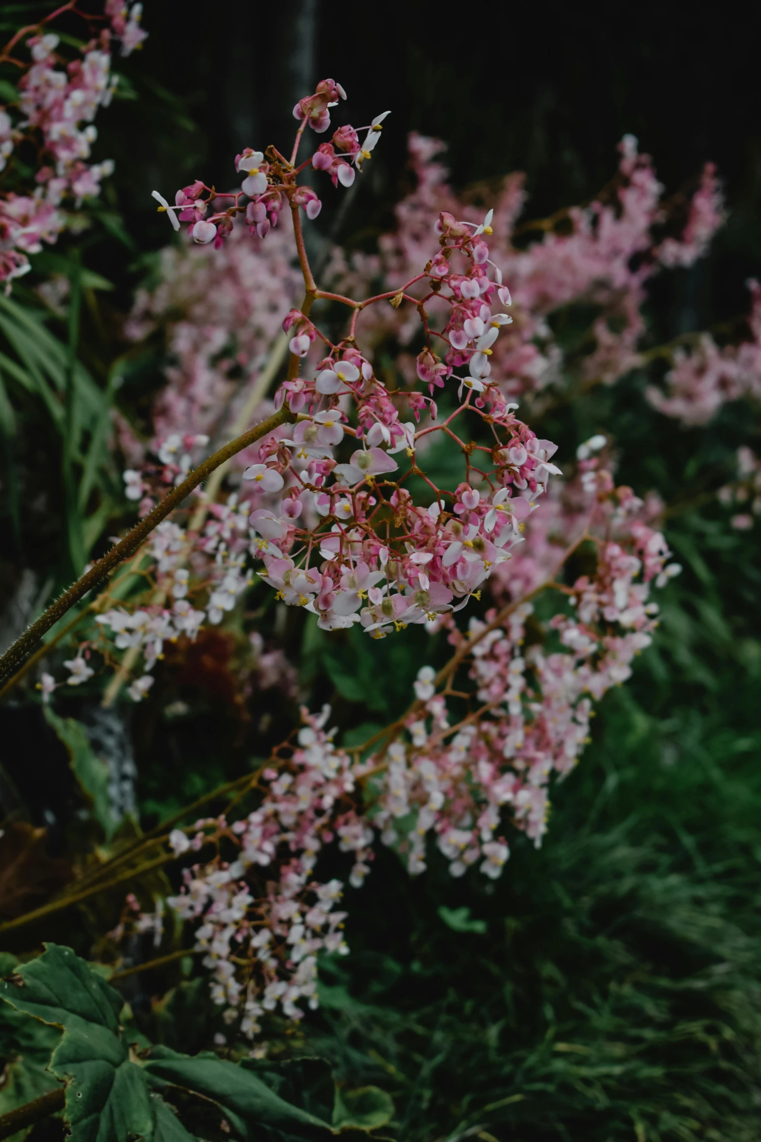 a fire hydrant sitting on top of a lush green field, inspired by Elsa Bleda, unsplash, hurufiyya, lots of sakura flowers, moth orchids, hyperdetail, loosely cropped