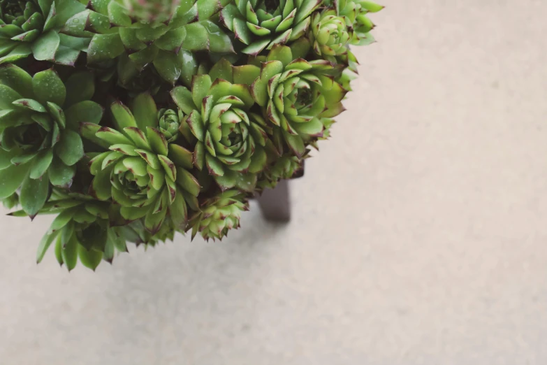 a close up of a potted plant on a table, inspired by Lewis Henry Meakin, unsplash, looking down from above, topiary, close-up on legs, green pupills