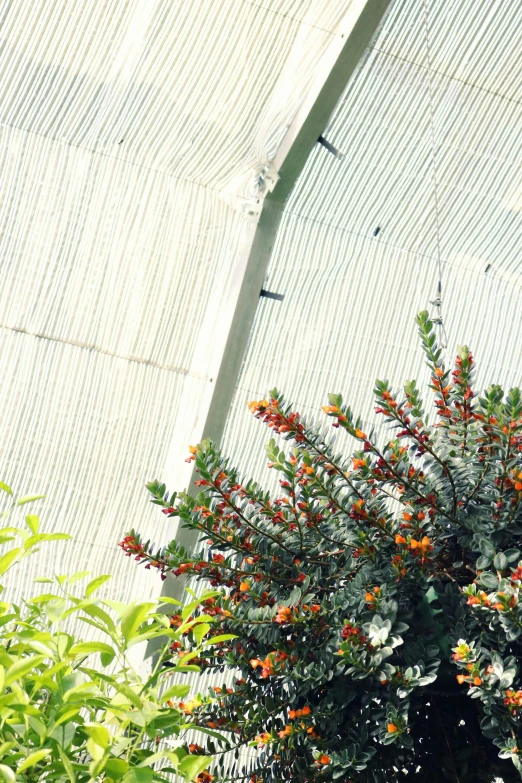 a bird sitting on top of a tree in a greenhouse, overhead canopy, orange plants, manuka, archway