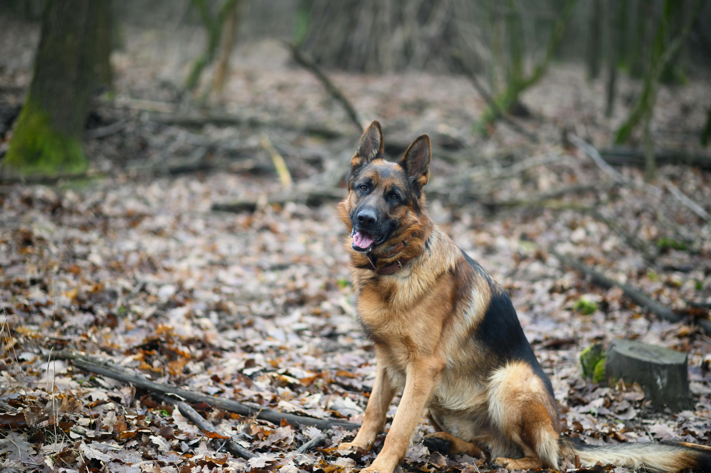 a dog sitting on the ground in the woods, a portrait, unsplash, renaissance, german shepherd, portait image, no cropping, february)