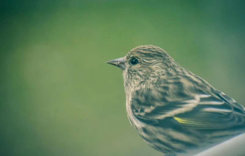 a small bird sitting on top of a metal pole, on a yellow canva, intricate wrinkles, instagram picture, green head