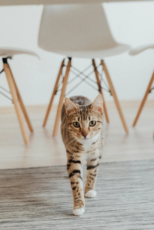 a cat walking across a wooden floor next to chairs, looking straight to camera, on a white table, bixbite, scientific study