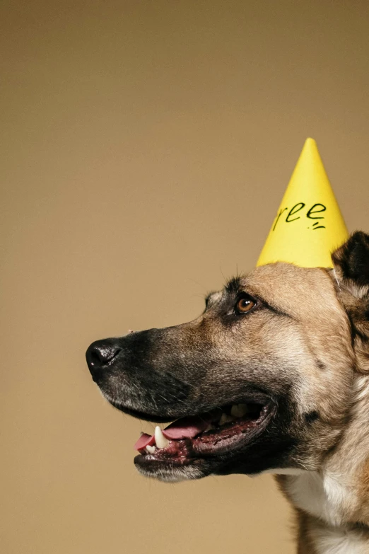 a close up of a dog wearing a party hat, a photo, by Elke Vogelsang, pexels, on yellow paper, 15081959 21121991 01012000 4k, thumbnail, historical image