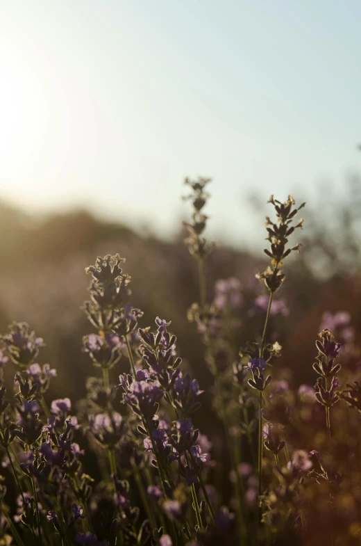 a field of purple flowers with the sun in the background, by Niko Henrichon, unsplash, herbs, late afternoon light, soft light - n 9, salvia