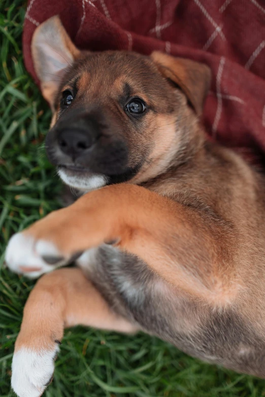 a brown dog laying on top of a lush green field, by Robbie Trevino, puppies, high angle close up shot, holding paws, shibu inu