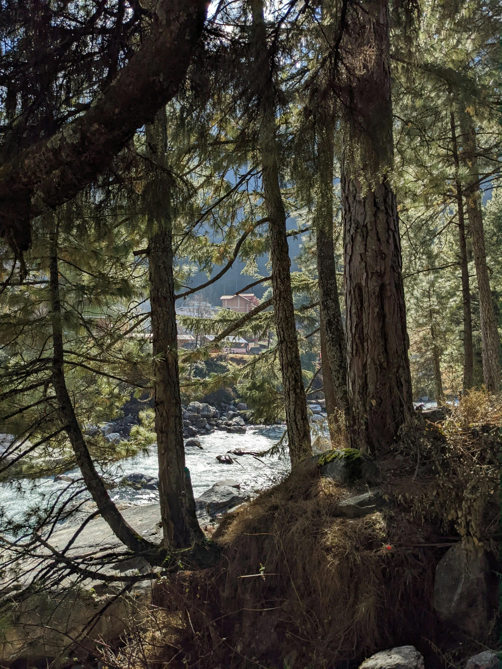 a forest filled with lots of trees next to a river, bhutan, black fir, chill time. good view, & a river