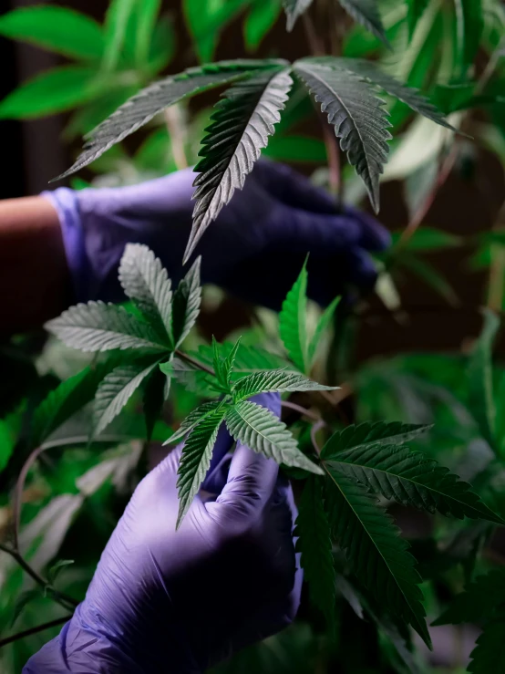 a person in purple gloves holding a plant, marijuana plants, up-close, 🚀🌈🤩, inside a science facility