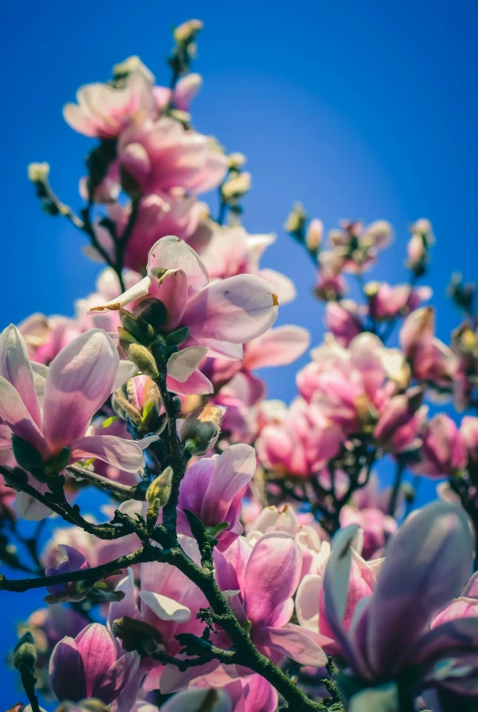 a tree with pink flowers against a blue sky, a photo, by Niko Henrichon, unsplash, magnolia stems, color ( sony a 7 r iv, morning sunlight, hyacinth blooms surround her