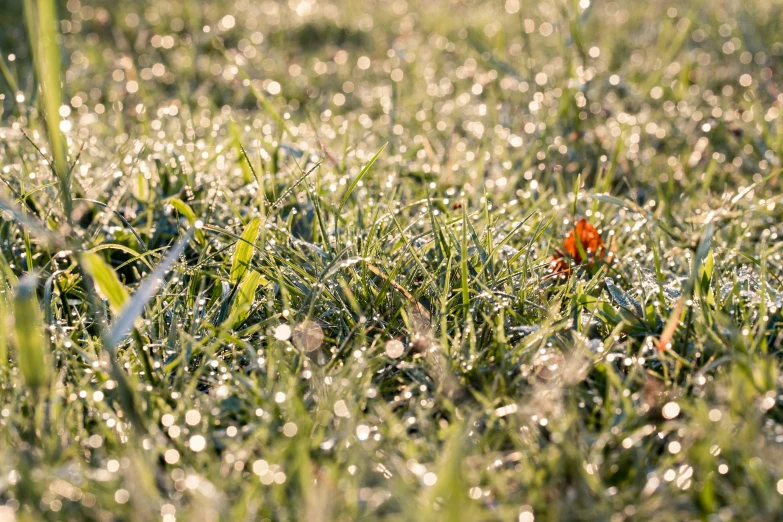 a leaf that is sitting in the grass, inspired by Arthur Burdett Frost, pexels, precisionism, the glimmering orange dawn, field with grass and flowers, sunny winter day, low depth field