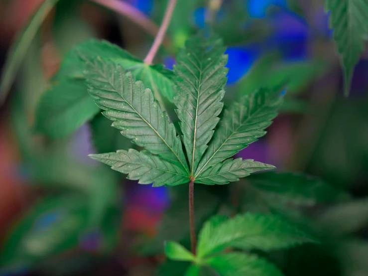 a close up of a plant with green leaves, with green cannabis leaves, thumbnail, blue, taken with sony alpha 9