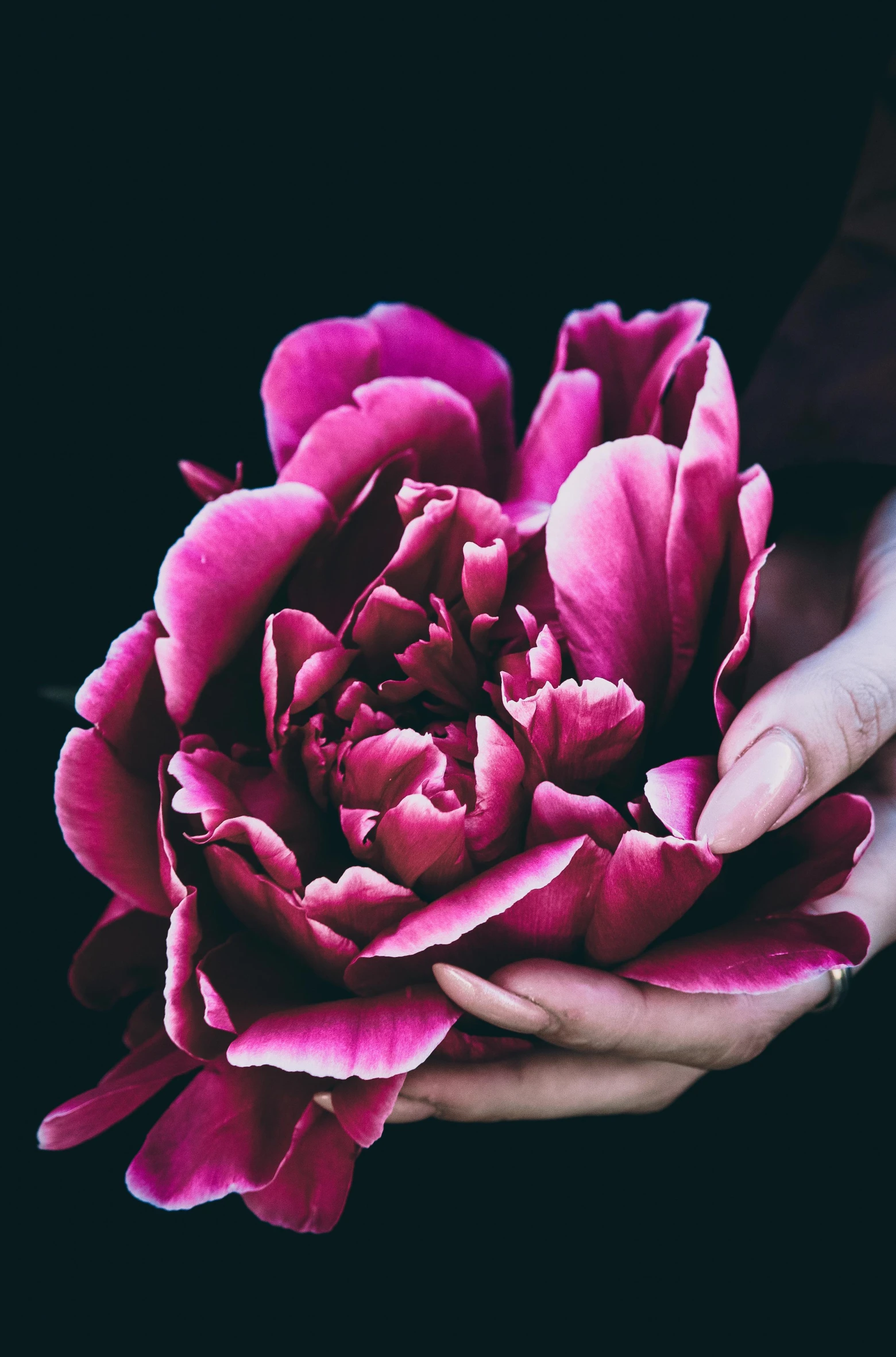 a person holding a pink flower in their hands, dark and intricate, peony, magenta colours, dark. no text