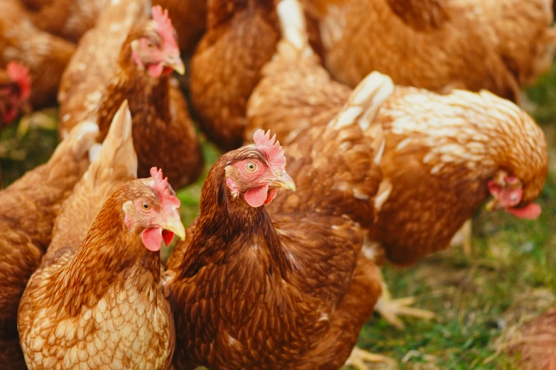 a group of chickens that are standing in the grass, profile image, fan favorite, brown, organic