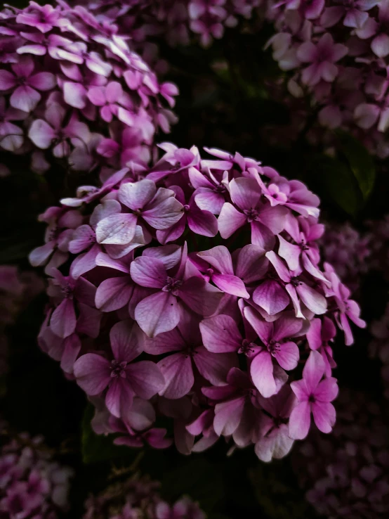 a close up of a bunch of purple flowers, shot with premium dslr camera, shot with sony alpha, hyperrealistic”, hydrangea