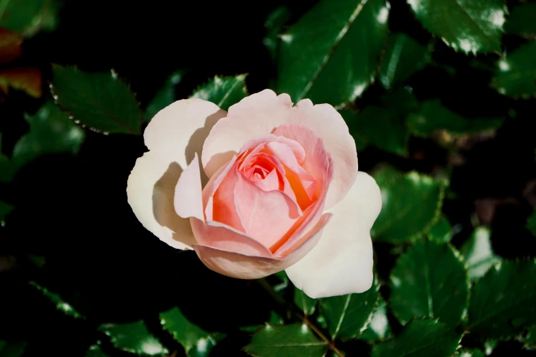 a close up of a pink rose with green leaves, trending on pexels, albino mystic, 35 mm photo, high-resolution, various posed