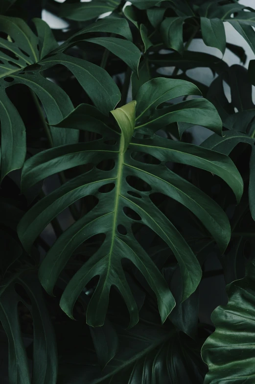 a bunch of green leaves sitting on top of a table, tropical undertones, rounded corners, neck zoomed in, dark