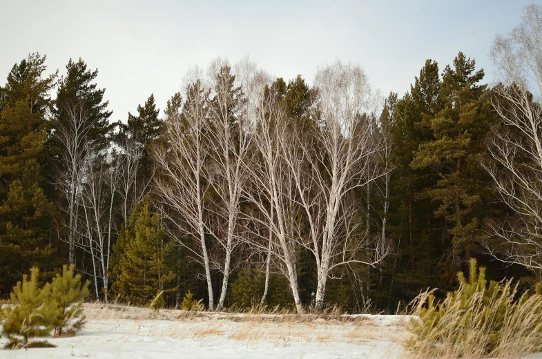 a bunch of trees that are standing in the snow, an album cover, inspired by Konstantin Vasilyev, unsplash, land art, birch, brown, white