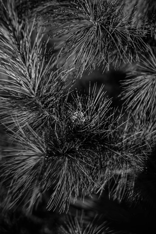 a black and white photo of a pine tree, a black and white photo, unsplash, precisionism, macro furry, tumbleweeds, f/8, patches of fur