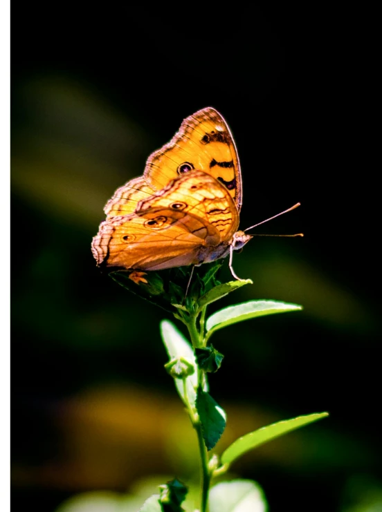 a butterfly sitting on top of a green plant, a macro photograph, by Sudip Roy, soft light - n 9, photo art, ocher, 2022 photograph