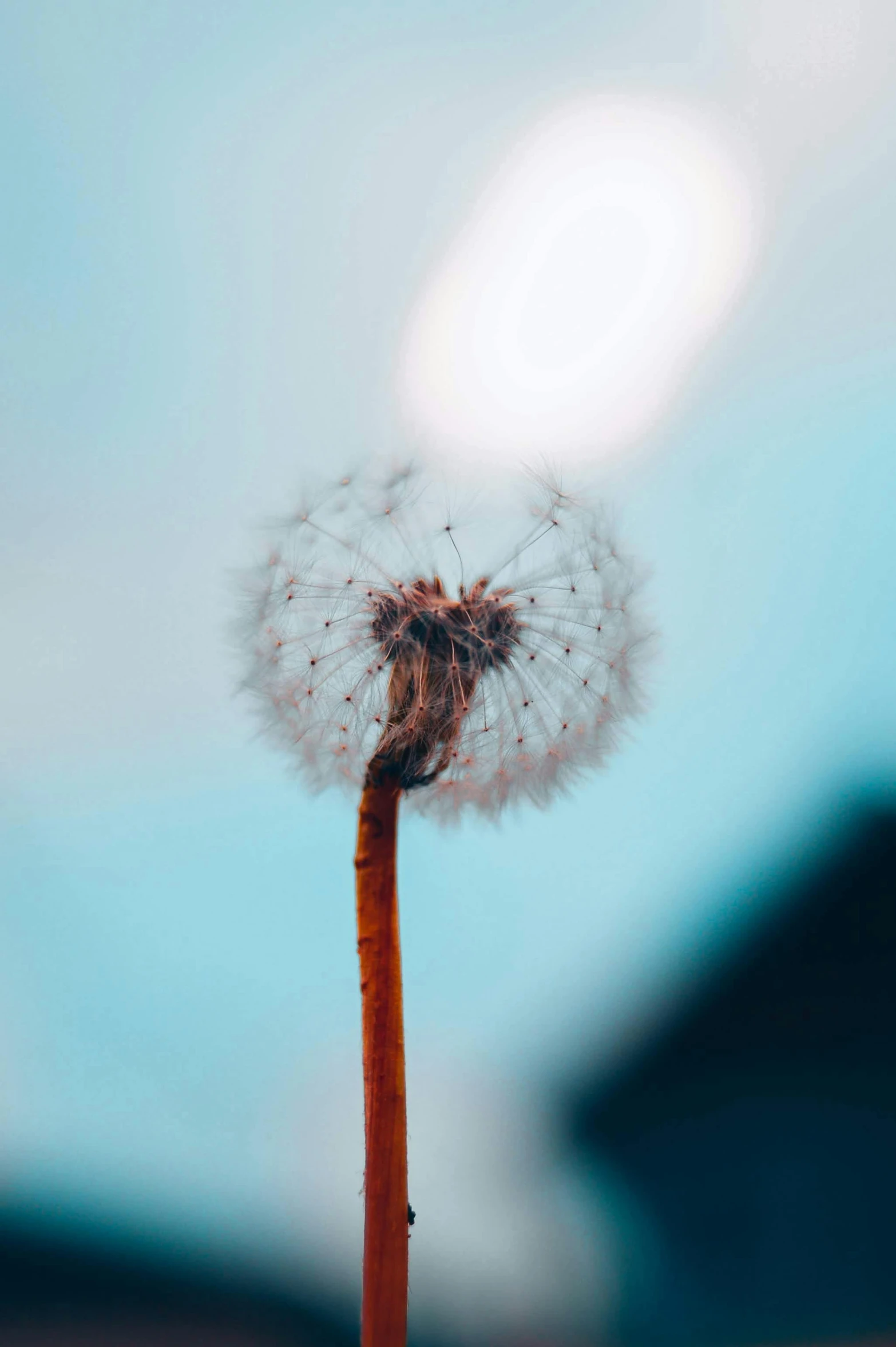 a close up of a dandelion against a blue sky, unsplash, beautifully lit, on a gray background, profile image, lights on