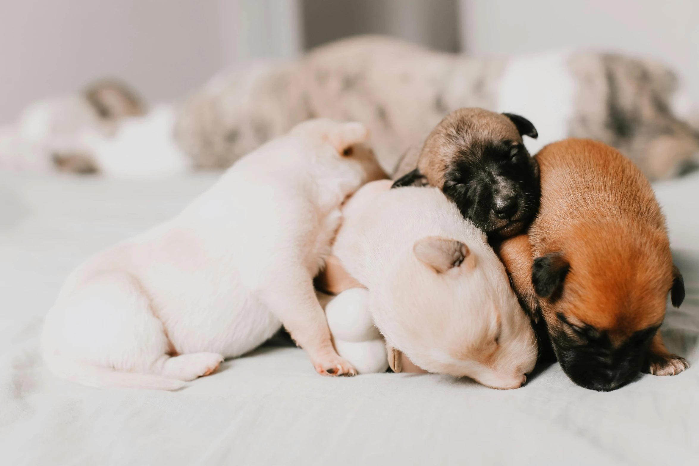 a group of puppies laying on top of each other, by Emma Andijewska, trending on pexels, pregnancy, animation, laying on a bed, handheld