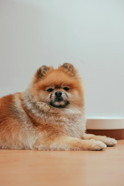 a dog laying on the floor next to a bowl, pexels contest winner, fluffy chest, on clear background, breeding, obese )