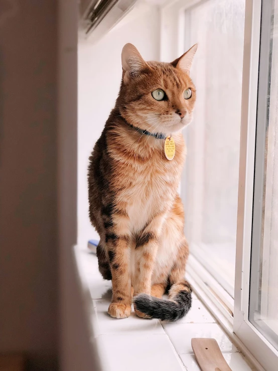 a cat sitting on a window sill looking out, by Julia Pishtar, badge on collar, garfield the cat, 33mm photo, view(full body + zoomed out)