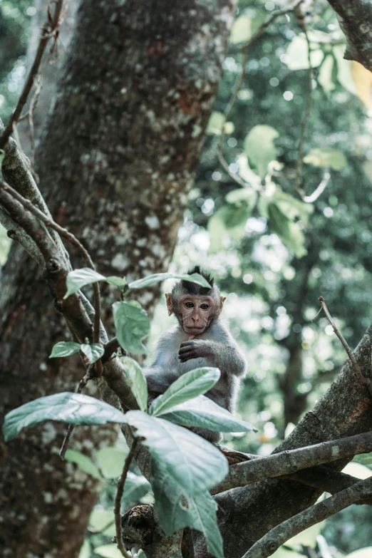 a monkey sitting on top of a tree branch, an album cover, by Peter Churcher, unsplash contest winner, sumatraism, man, cinematic lut, 3 5 mm slide, a high angle shot