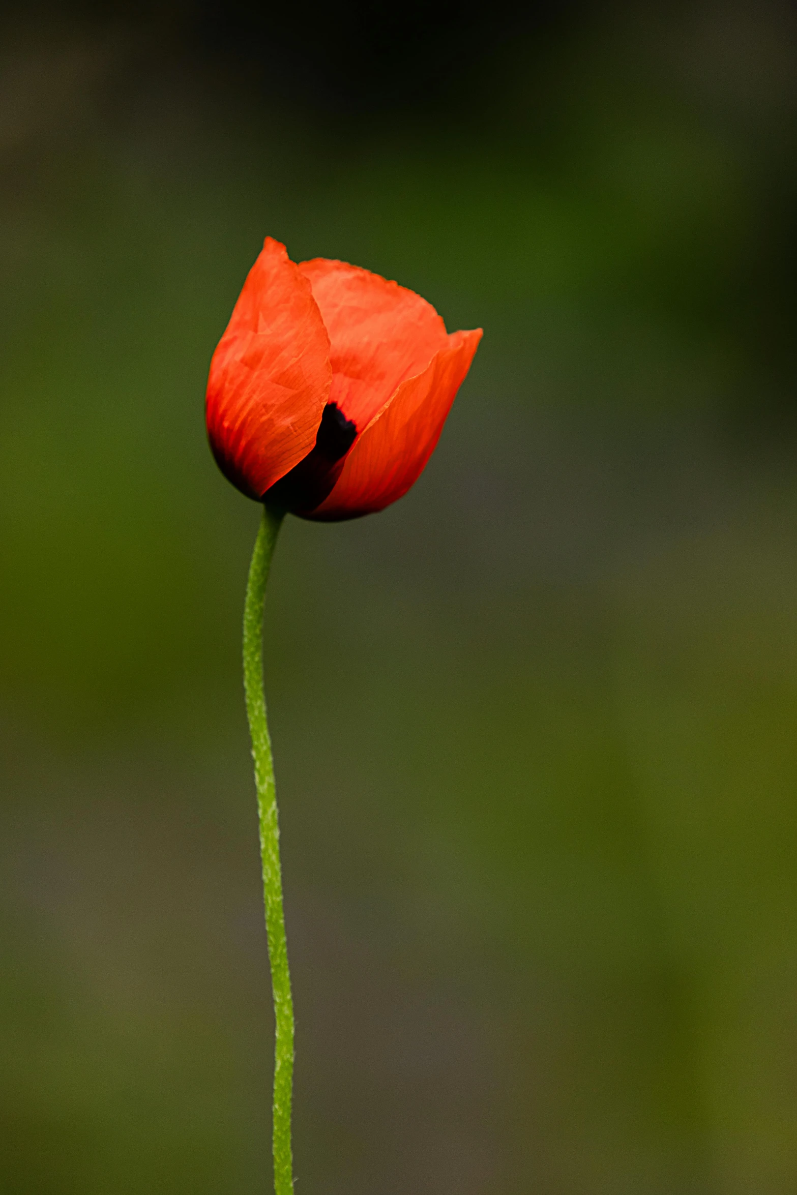 a single red flower sitting on top of a green stem, by David Simpson, poppy, medium contrast, orange, tulip