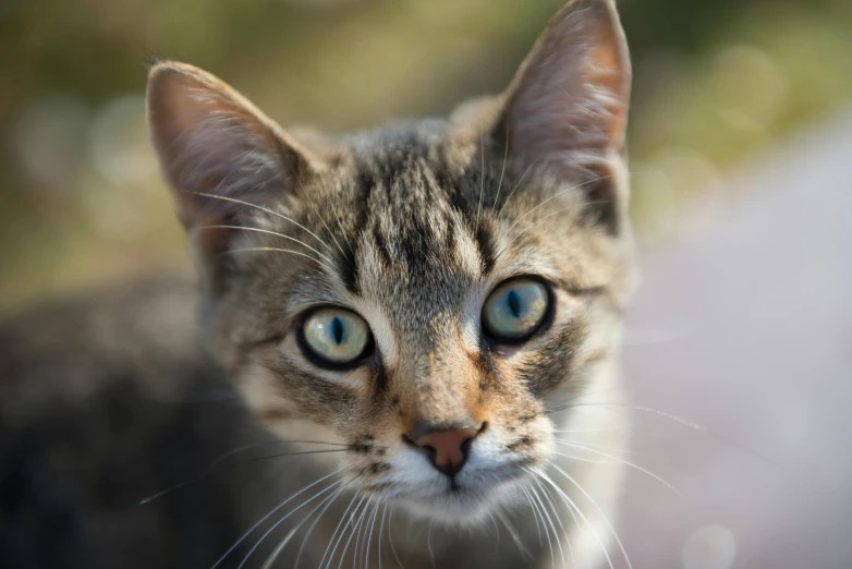 a close up of a cat with blue eyes, unsplash, getty images, with pointy ears, young female, mixed animal