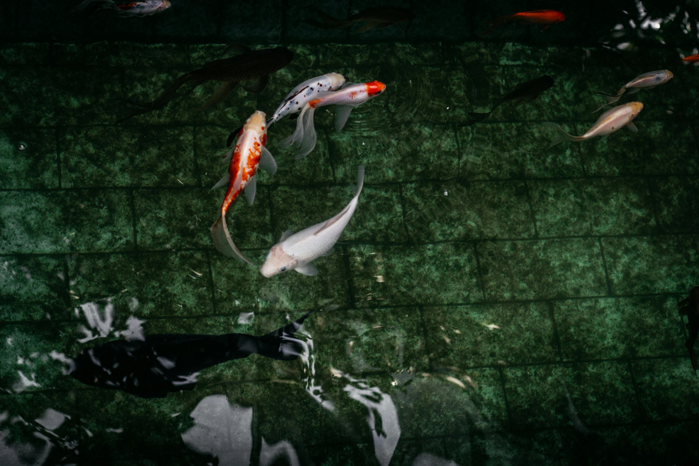a group of koi fish swimming in a pond, an album cover, by Elsa Bleda, pexels contest winner, fine art print, photography hight quality, adi meyers, mixed art