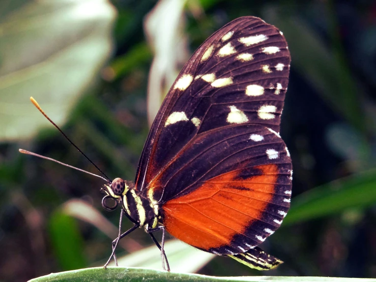 a close up of a butterfly on a leaf, orange and black, various posed, facing the camera, exterior shot