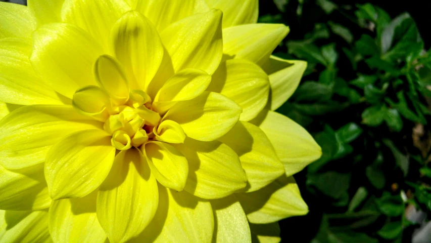 a close up of a yellow flower on a plant, giant dahlia flower crown head, 'groovy', perfect crisp sunlight, award - winning