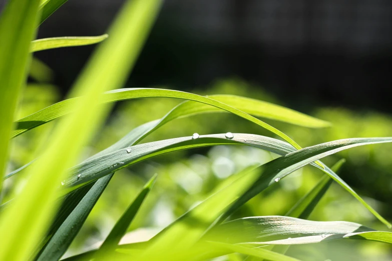 a bug that is sitting on some grass, a macro photograph, by David Simpson, unsplash, grass. kodak, tropical leaves, just after rain, shallow depth of field hdr 8 k