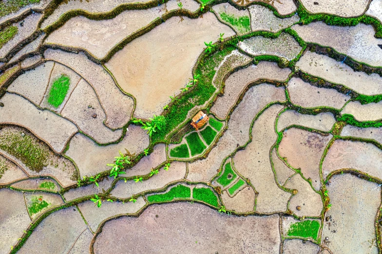 a bird's eye view of a rice field, a mosaic, by Daniel Lieske, unsplash contest winner, nepal, moss and mud, cartographic, tiny village