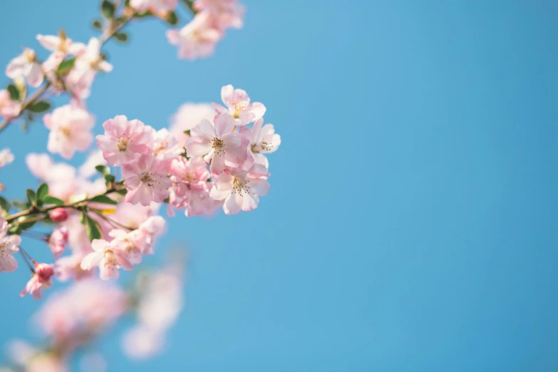 a branch of pink flowers against a blue sky, by Niko Henrichon, trending on unsplash, rinko kawauchi, pastel blue, cherry, shot on sony a 7