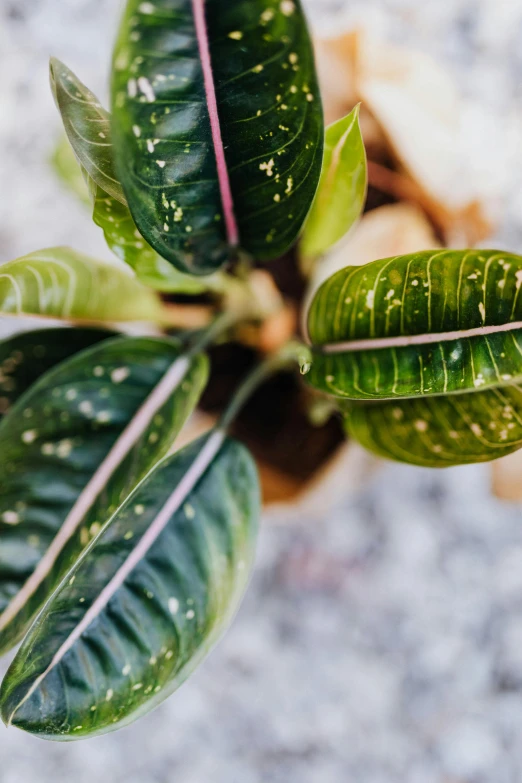 a close up of a plant with green leaves, trending on pexels, pink white and green, speckled, detailed product image, large potted plant